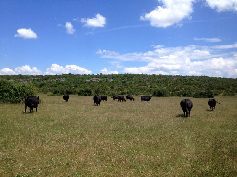 elevage vache angus noir des barasquettes gîte à la ferme sur le Larzac